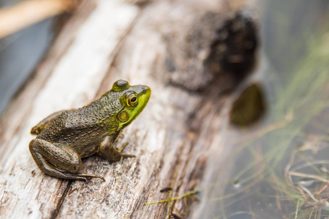 Uncovering the Mysteries of the Frog Skeleton