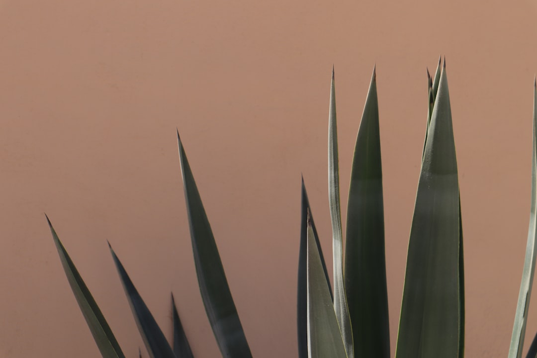 Photo Agave plant